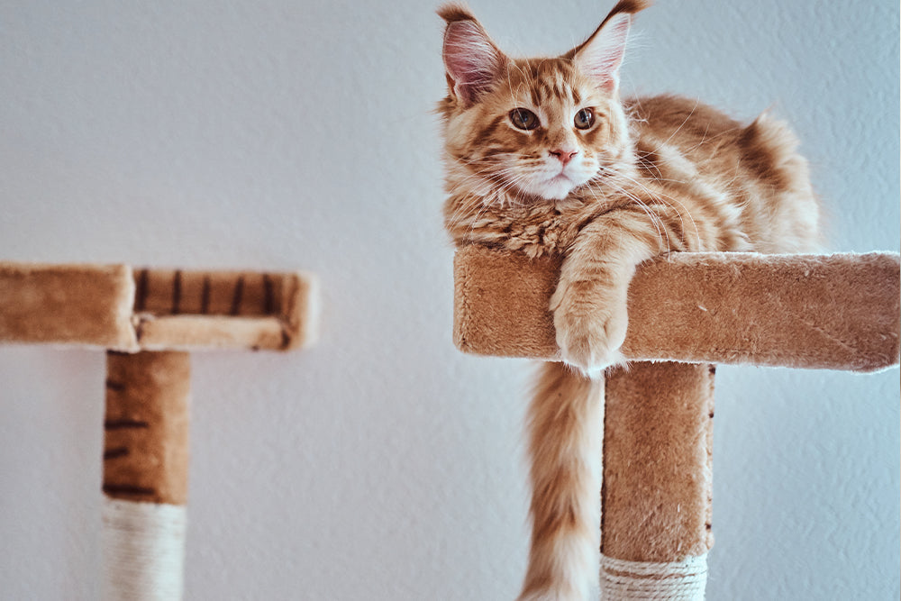 Cat tree