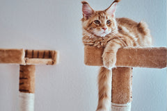 Cat tree