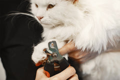 Cat accessories