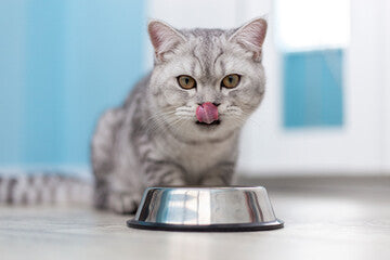 Cat bowls
