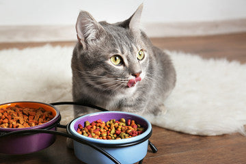 Cat food