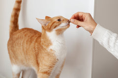 Cat vitamins