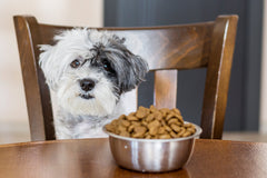 Dog bowls
