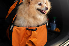 Dog car seats
