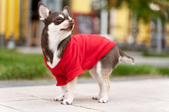 Dog clothes
