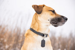 Dog collars