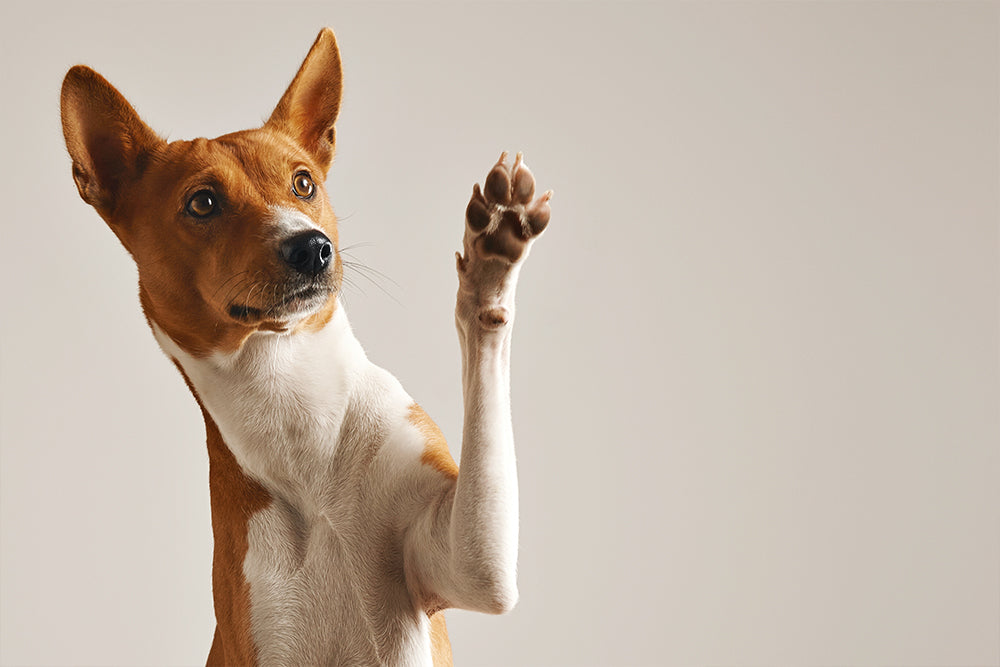 Dog paw