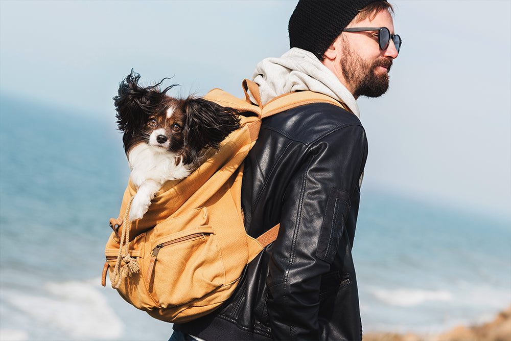 Dog travel bags