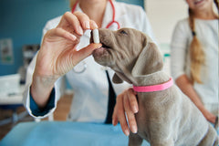 Dog vitamins