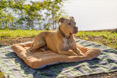 Dog beds